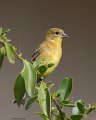 _3SB7071 lesser goldfinch female